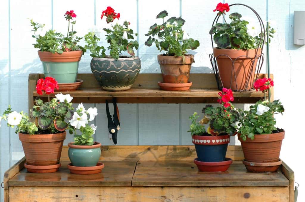 A wooden potting shed with matching wall shelf housing flower pots.