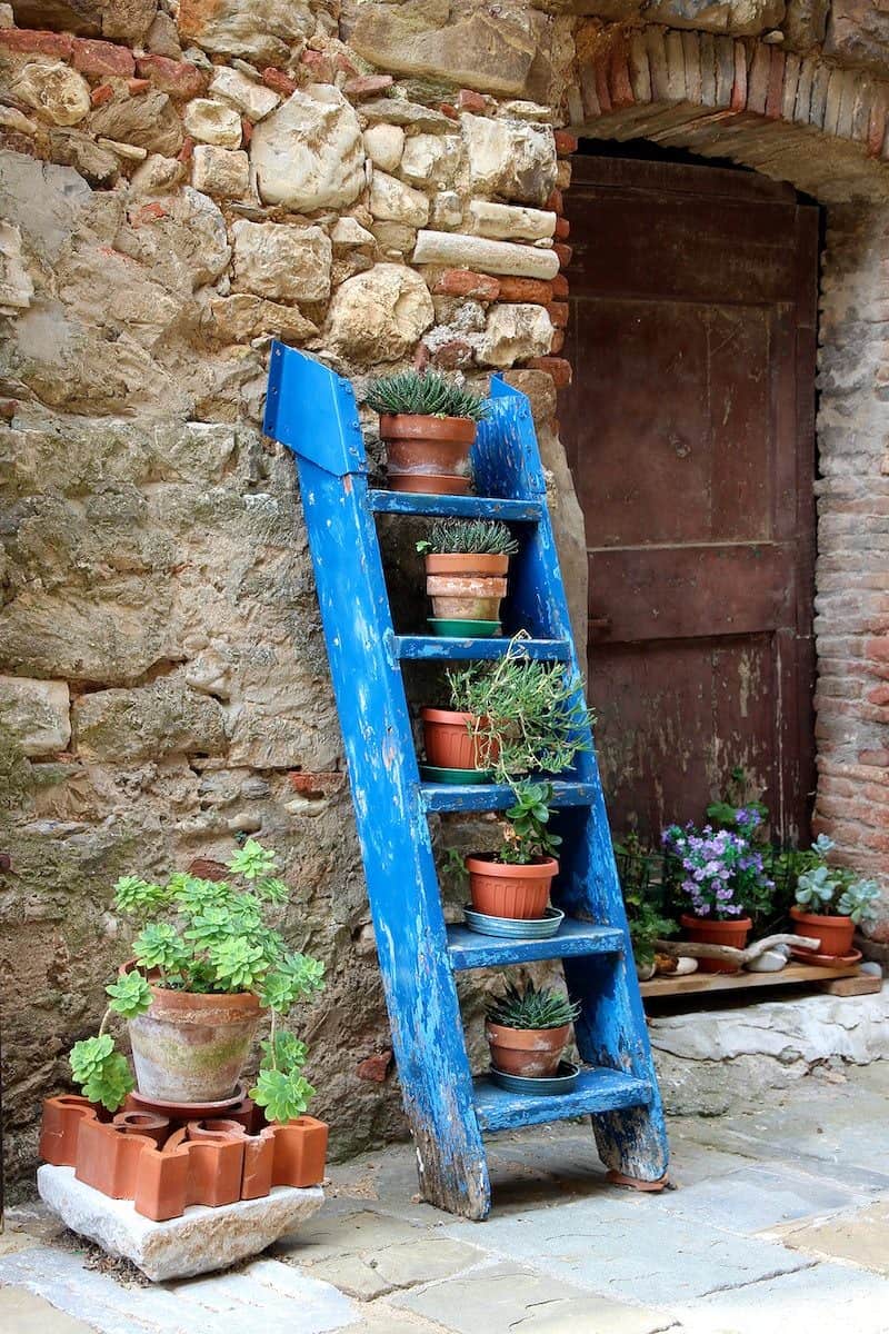 Potted plants on blue ladder.