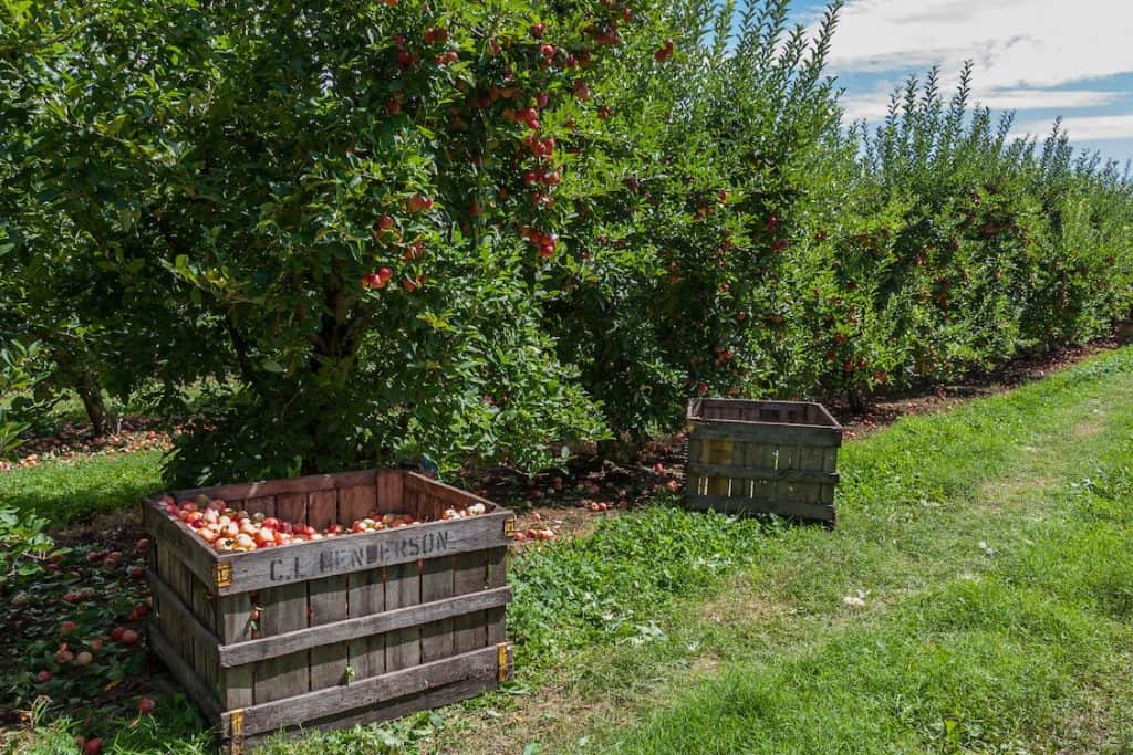An orchard lined with Apple trees and crate boxes filled with harvested red fruits.