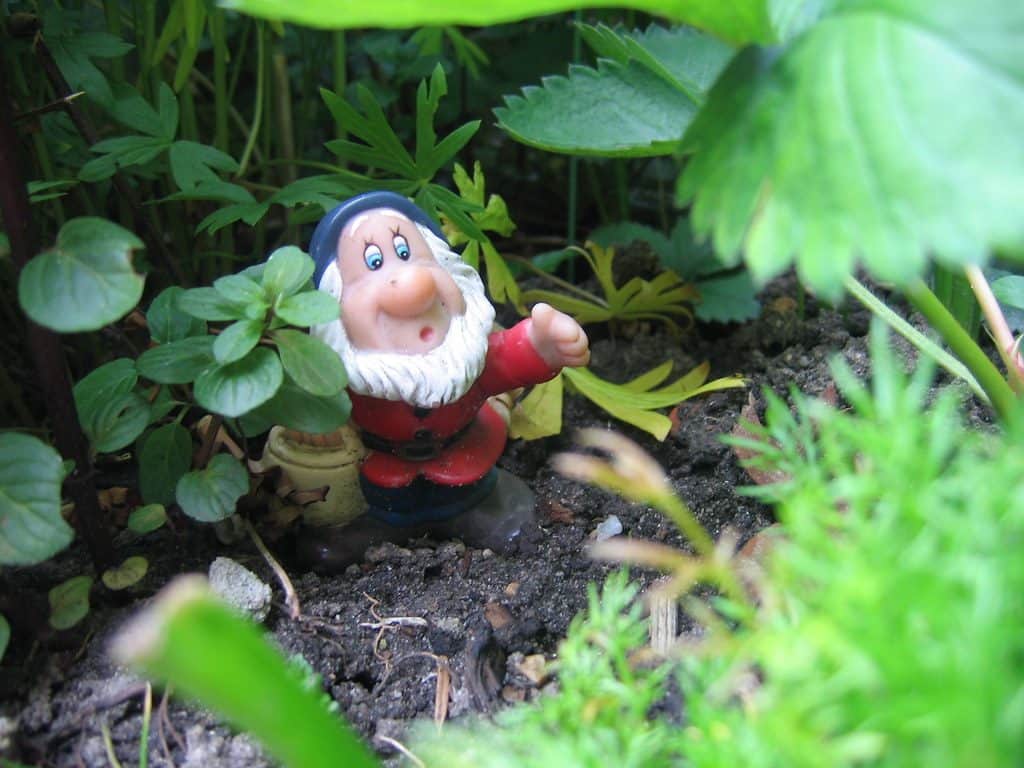 A gnome hidden among plants