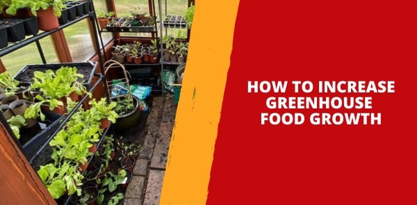 How to Increase Greenhouse Food Growth