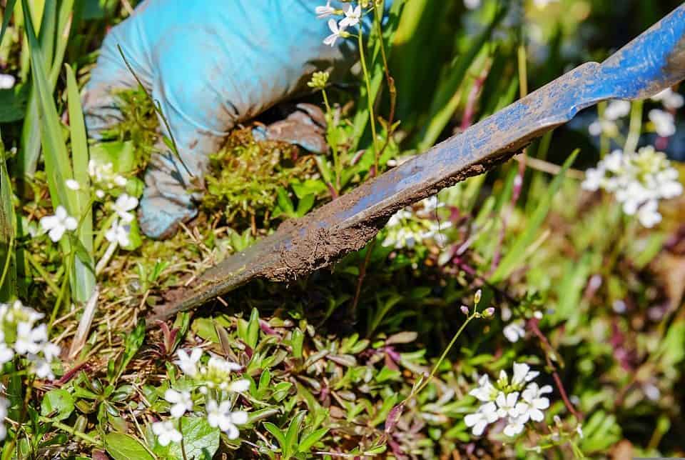 A gardener removing weeds using a weeder tool