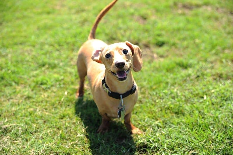 A dog playing in the garden