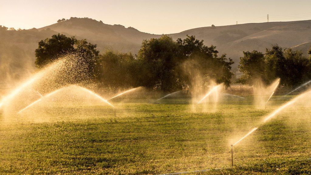 Sprinklers watering the lawn in the morning