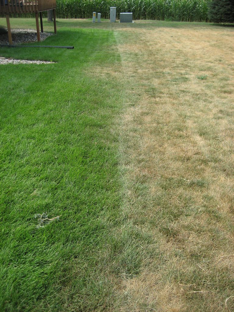 Healthy vs damaged lawn
