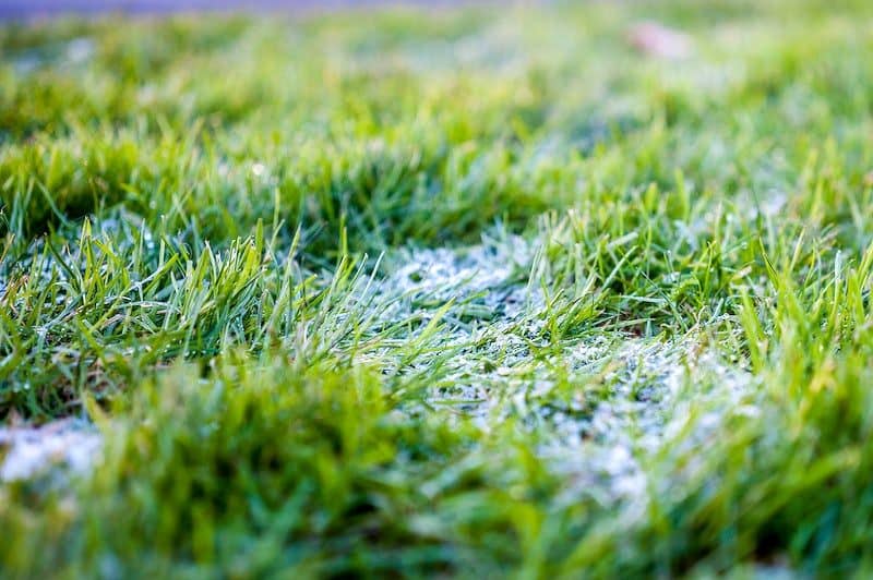 Lawn with leftover frost