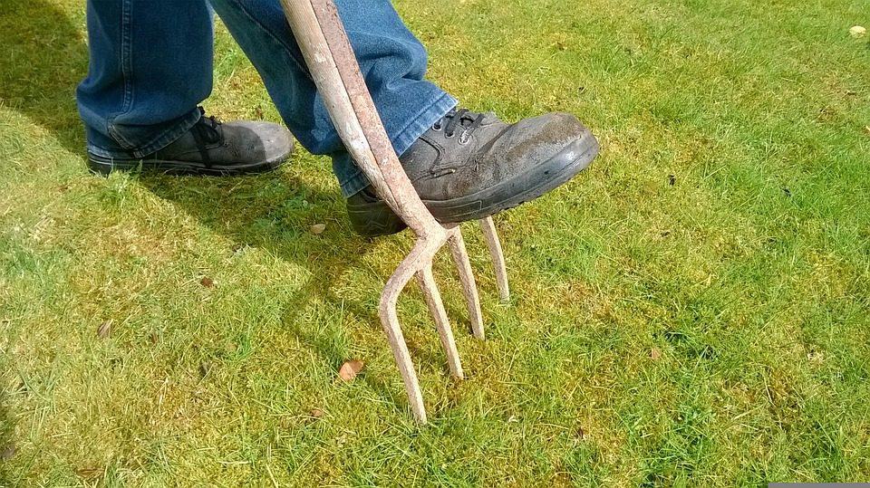 A man stepping on a rake, aerating the lawn.