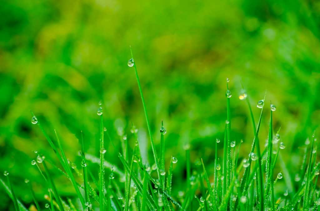 A moist lawn