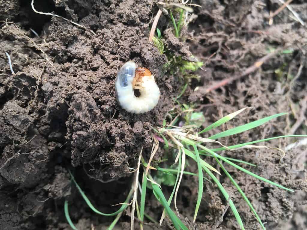 A grub on the lawn soil