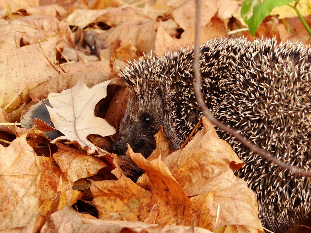Hedgehog hidden among autumn leaves