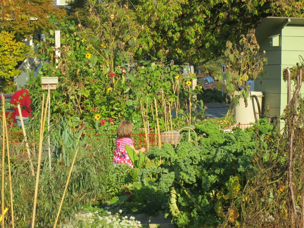 Community garden