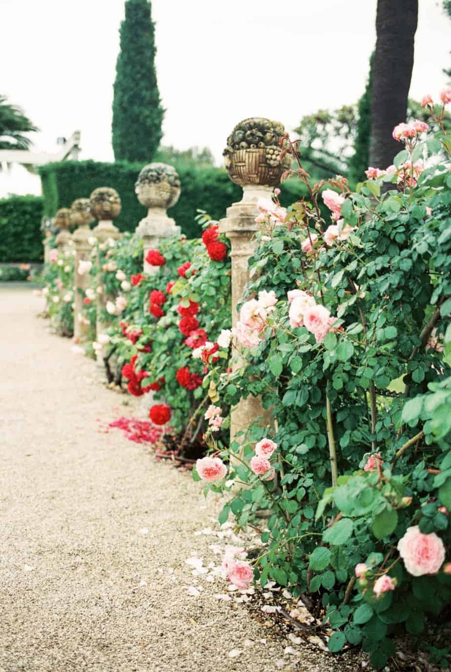 Rose climbers along the path