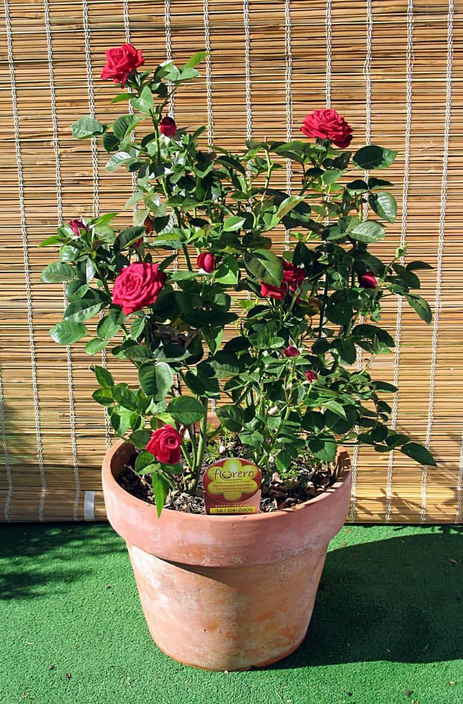 Potted rose