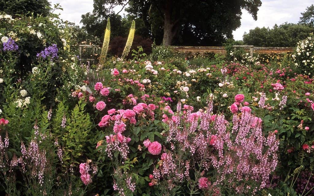 Roses in mixed borders