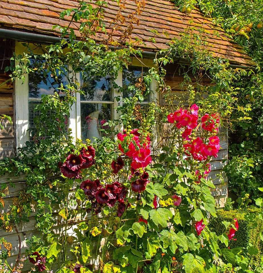 Roses covering a part of a shed