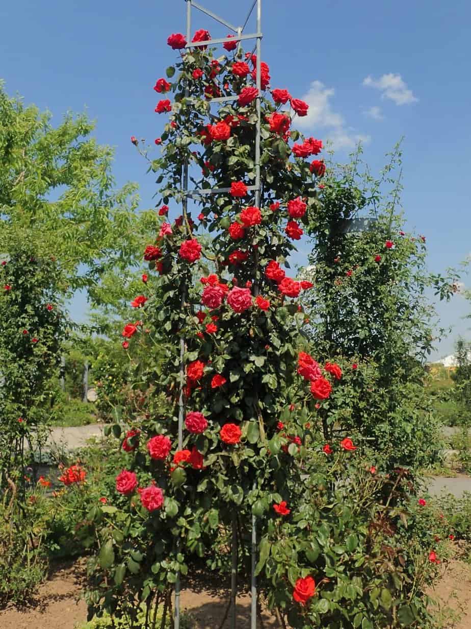 Rose obelisk