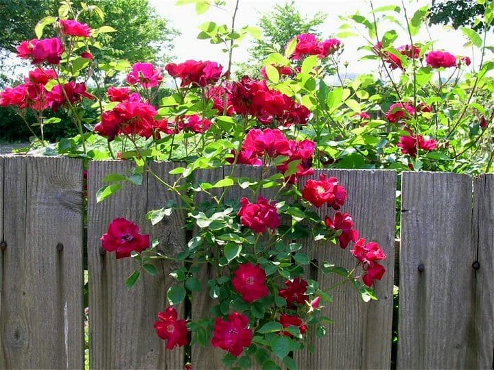 Rose along the fence