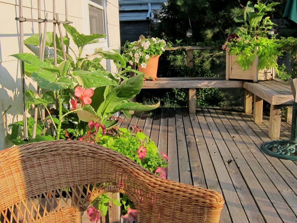 Rose on the deck