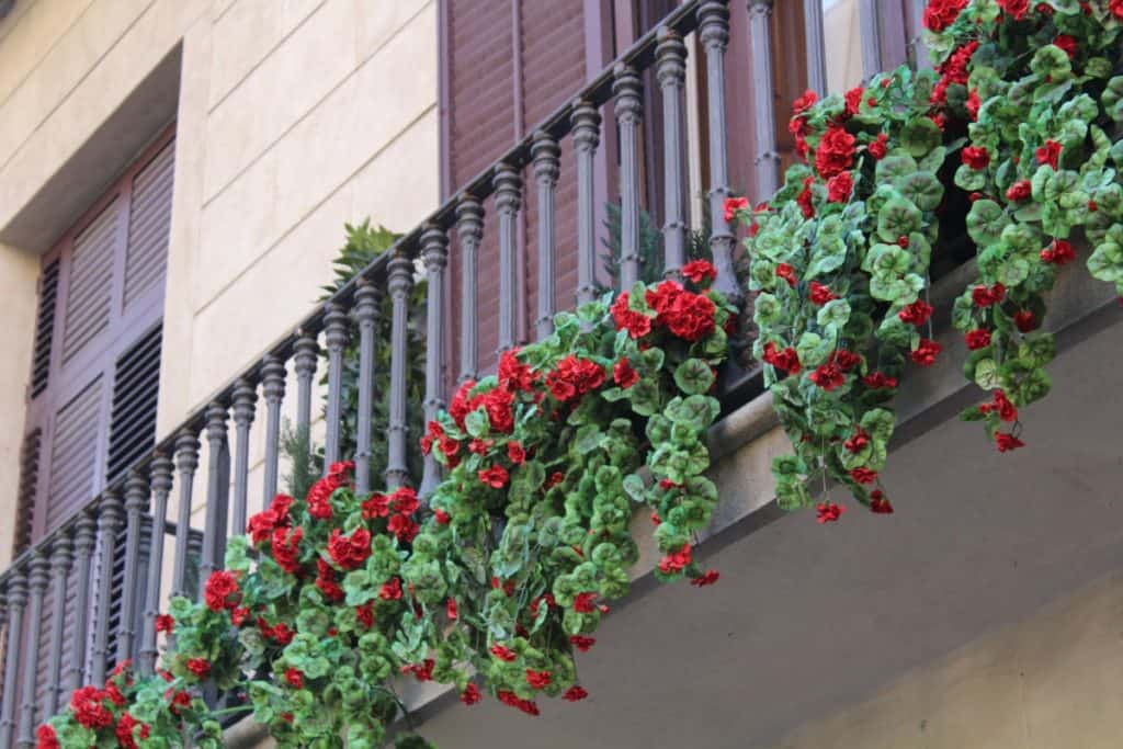 Balcony roses