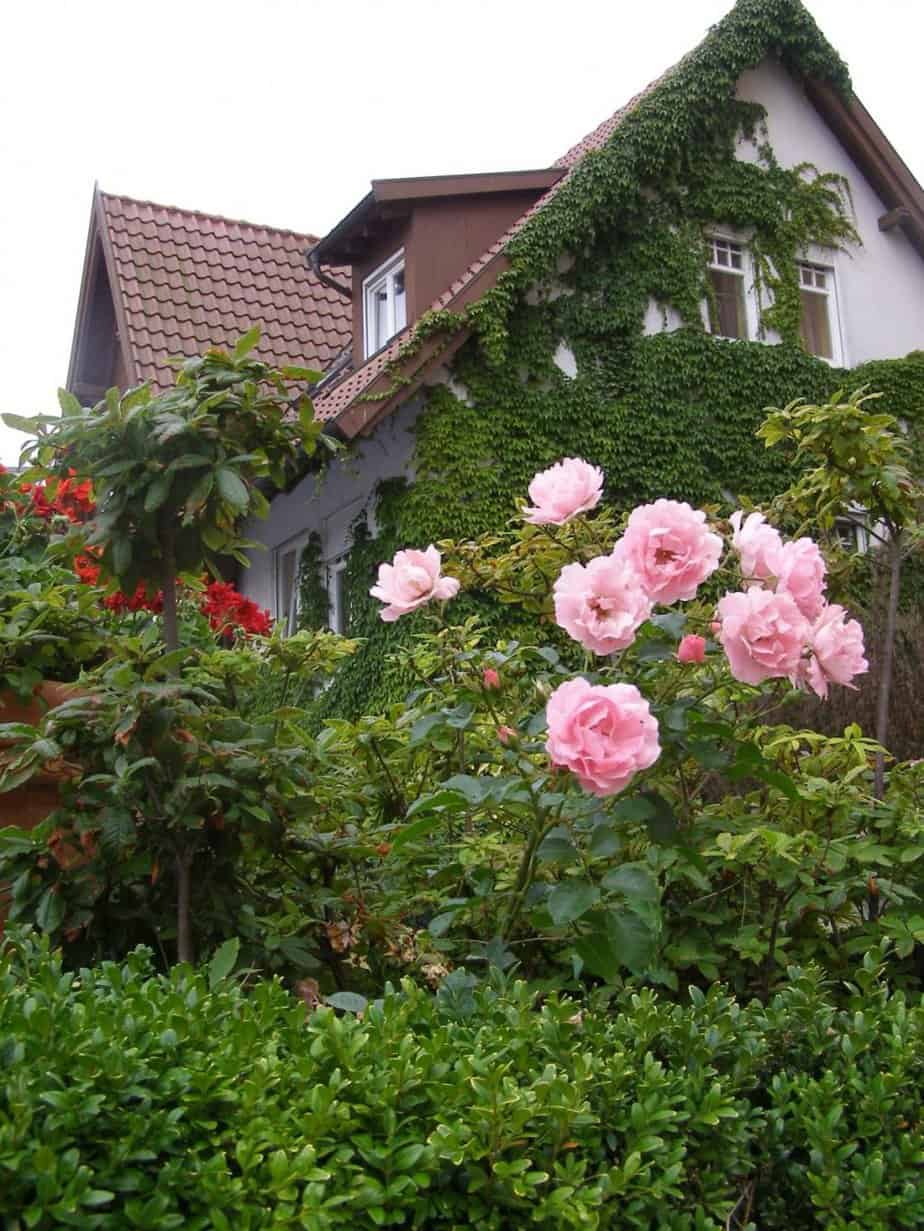 Cottage garden rose