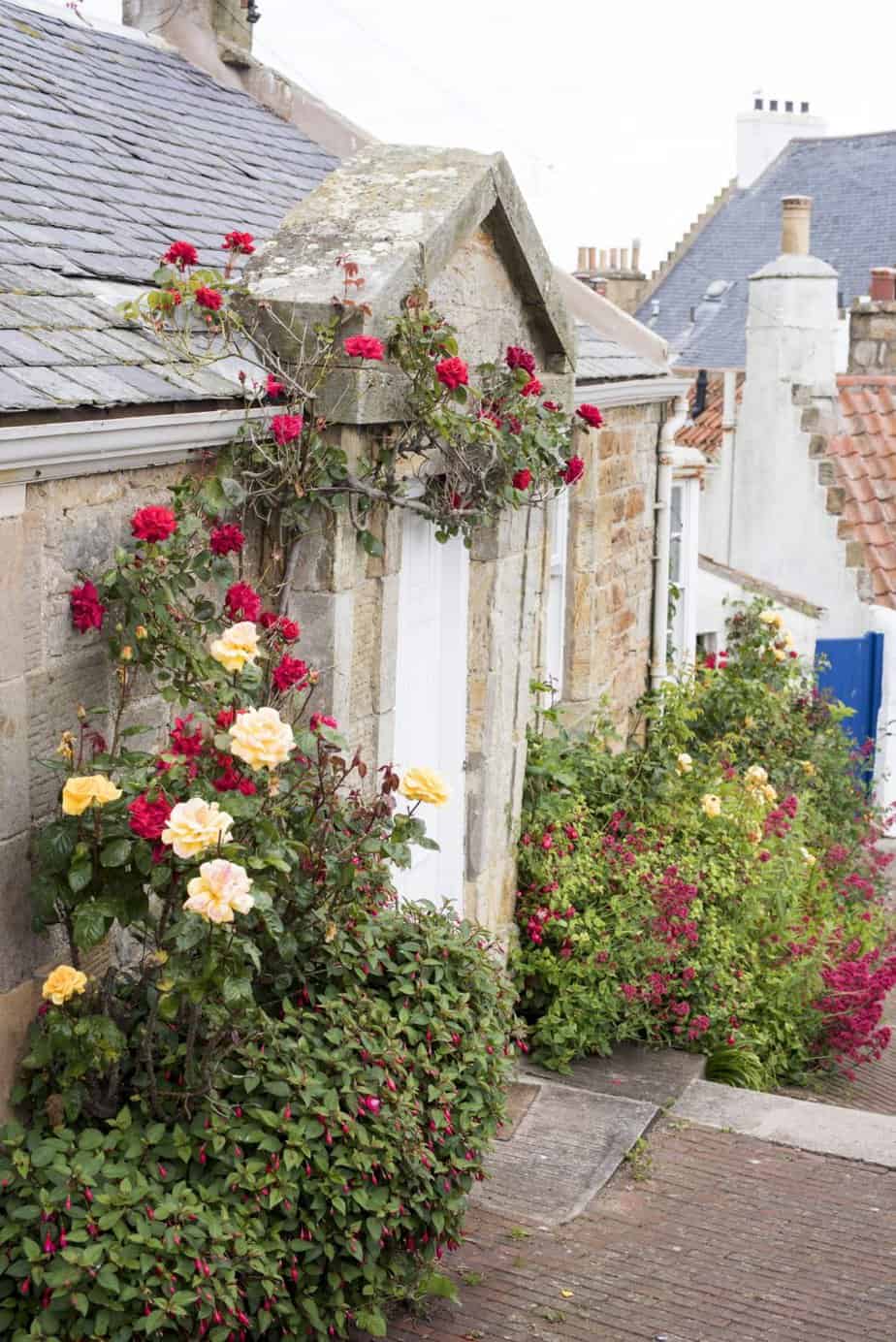 Quaint British stone cottage with climbing roses over the front door 