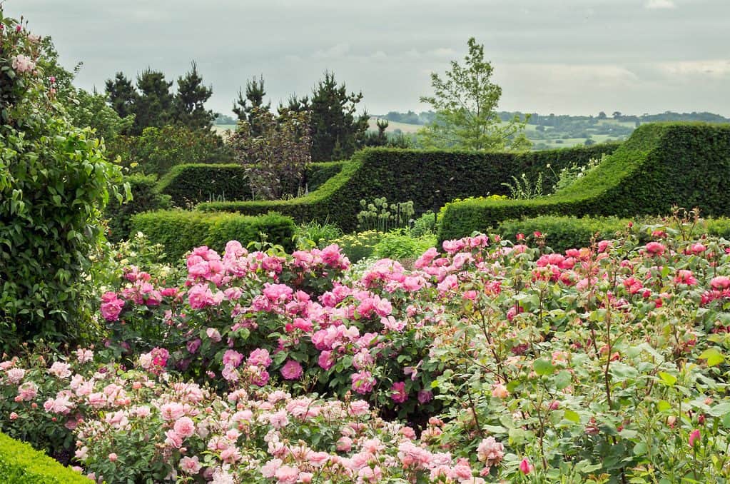 Rose hedges