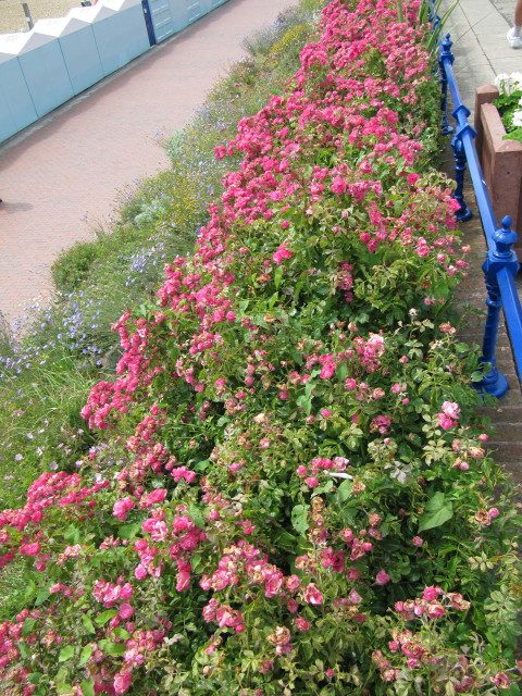 Rose groundcovers