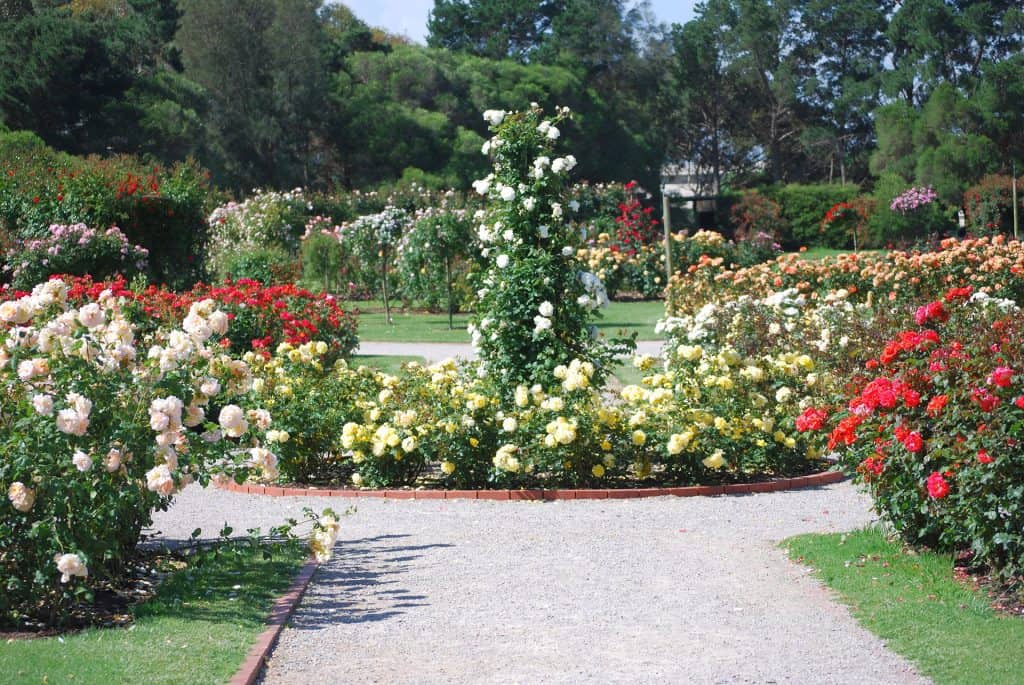 Rose planted in colour blocks