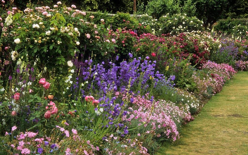 Mottisfont Abbey Rose Gardens, Hampshire, UK