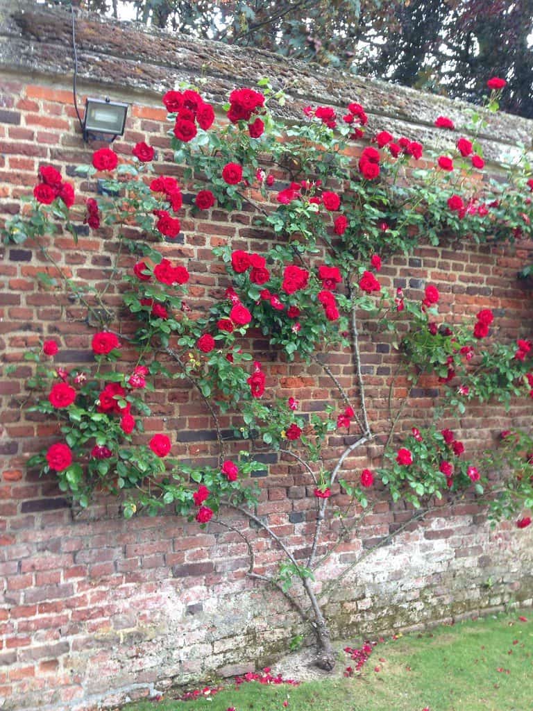 Rose garden wall