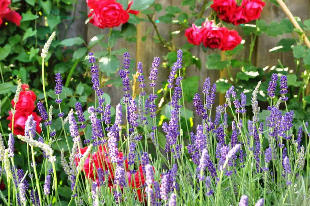Rose and lavender planting