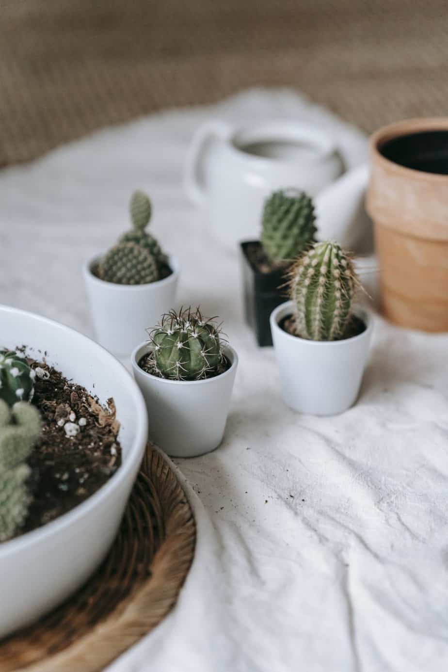 Succulents on white ceramic pots