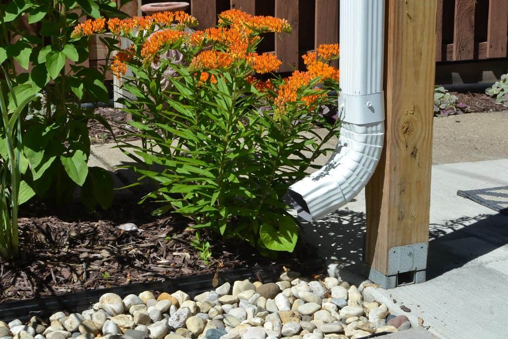 Garden building gutter - downspout on a nearby shrub