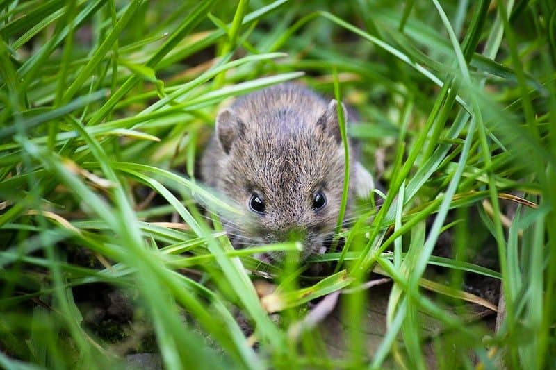 A mouse hiding on the lawn