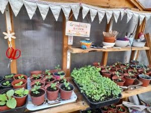 Close up of shelves in a wooden greenhouse filled with rows of growing pots