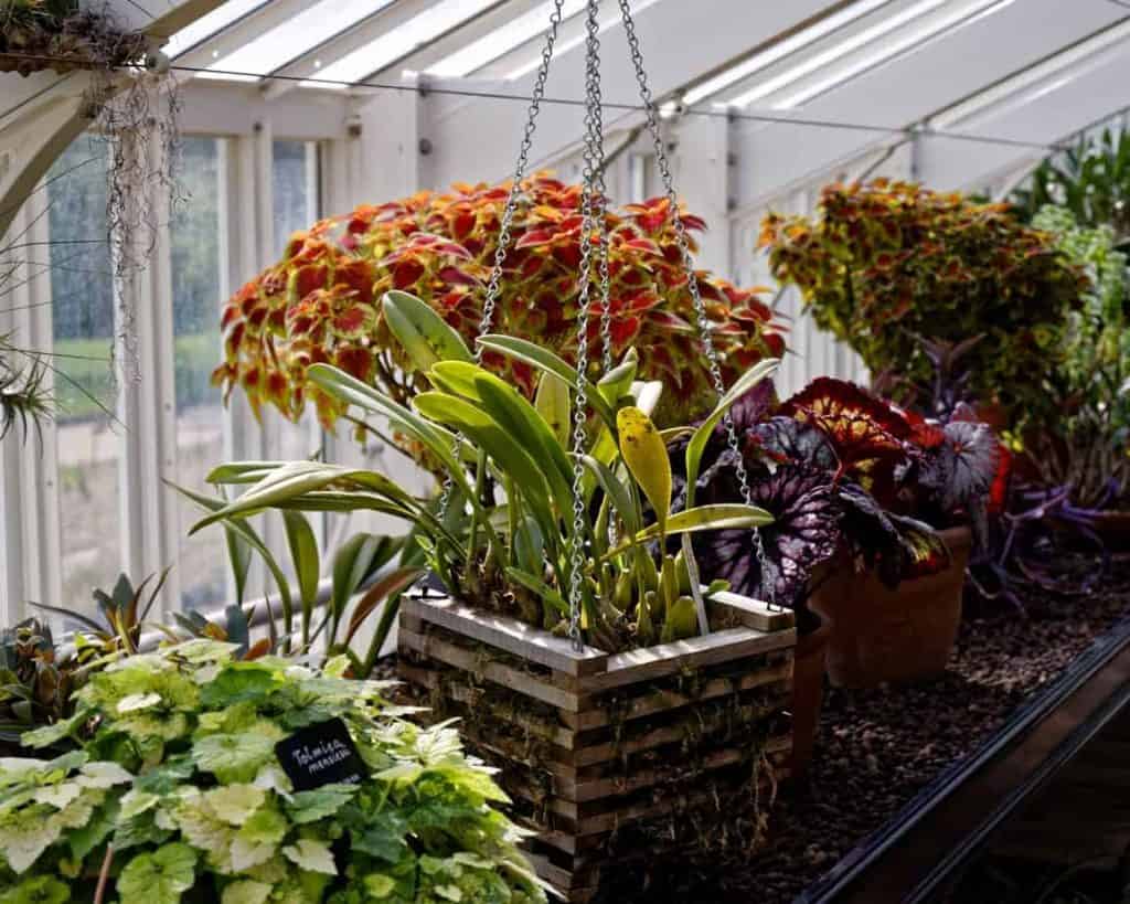 Flower display inside a greenhouse