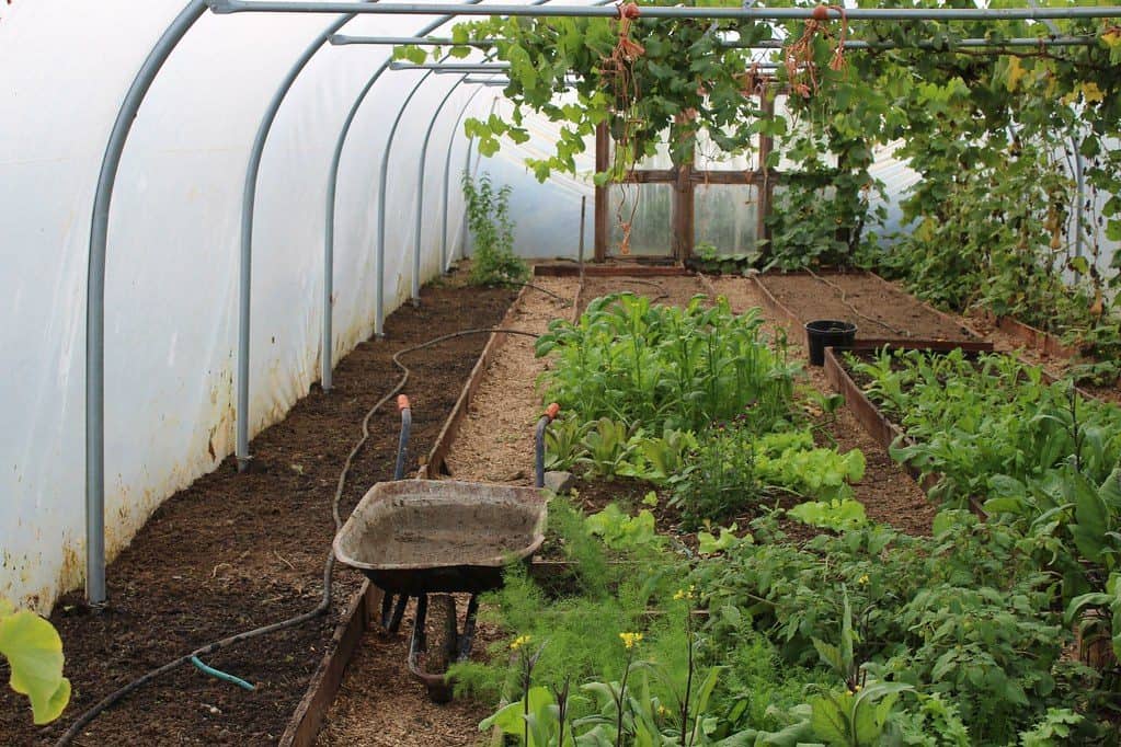 Inside a polytunnel greenhouse