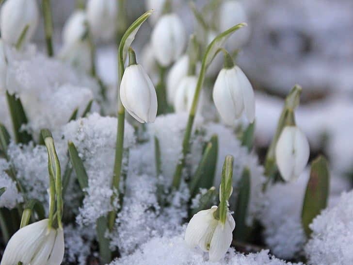 Snowdrops covered in snow