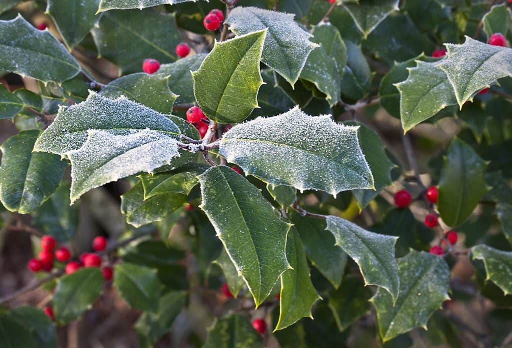Leathery leaves of Holly covered in speckle of snow