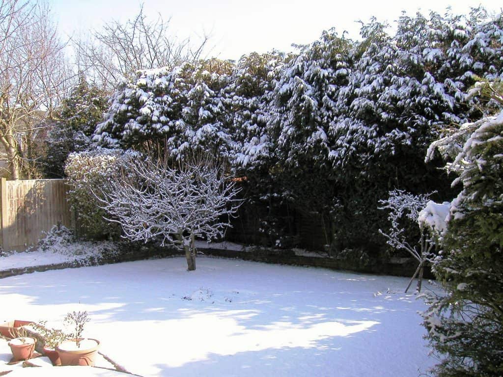 Backyard landscape covered in snow