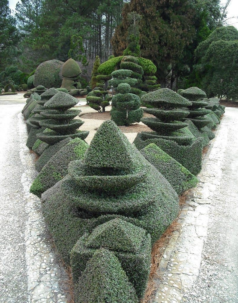 Lined topiary trees