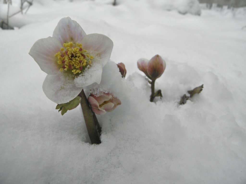 Christmas rose covered in snow