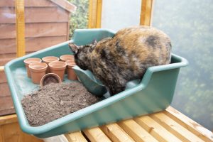 Tawny cat amongst growing containers and pots