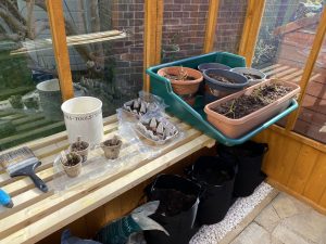 Wooden greenhouse growing shelves with plant pots and soil