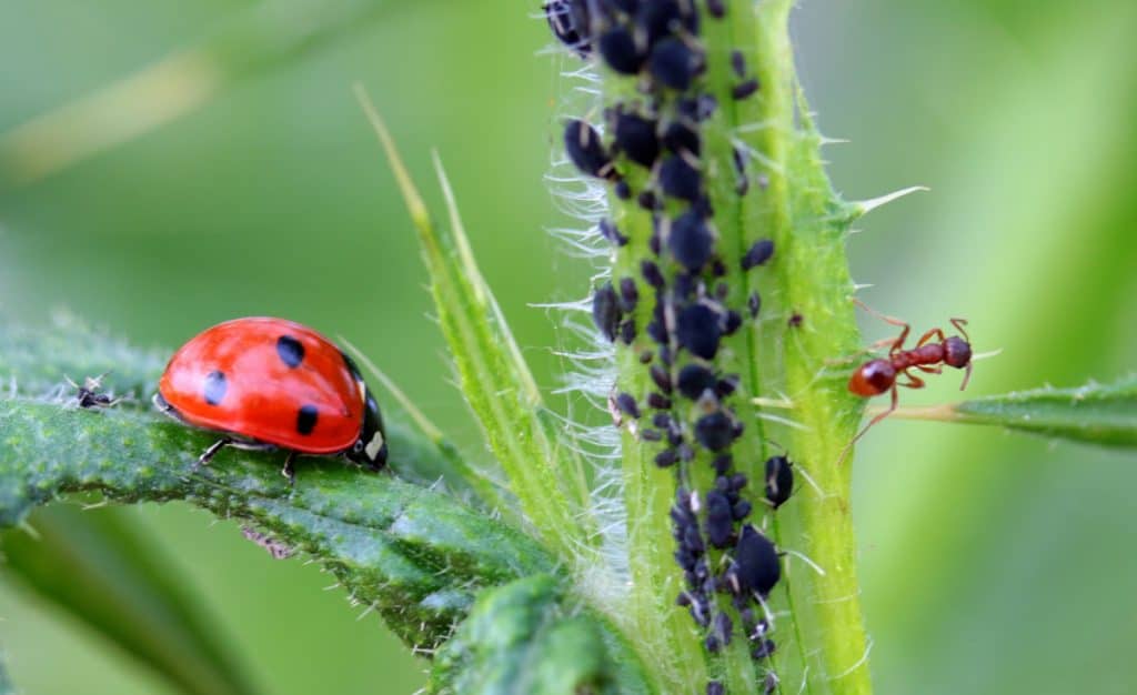 A lady bug and an ant in one plant