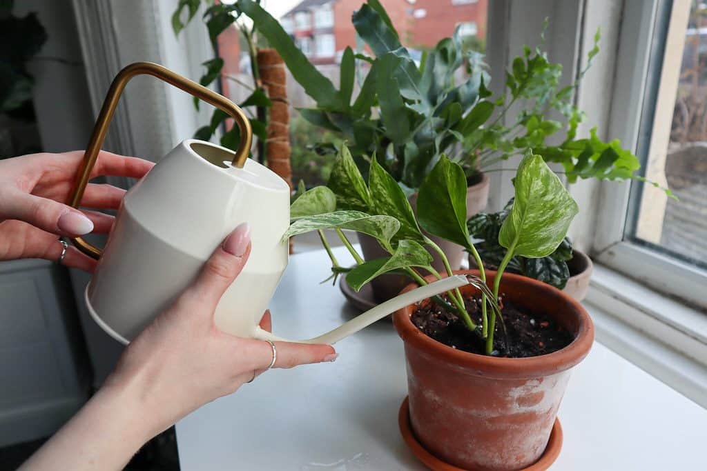 A person watering a house plant