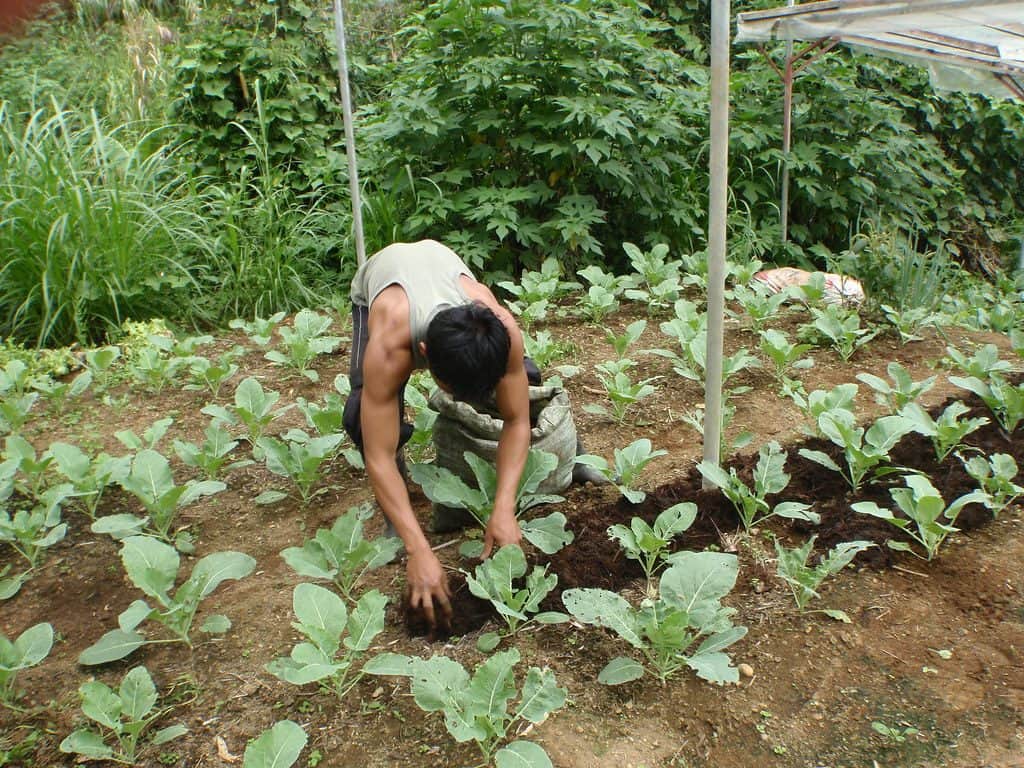 A gardener performing organic farming