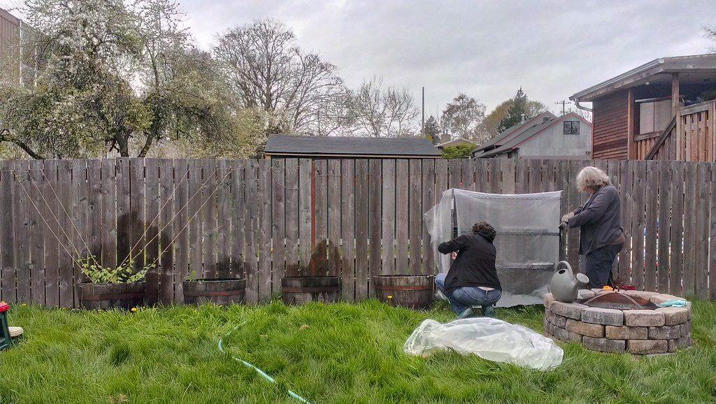 Two gardeners setting up a plastic sheeting mini greenhouse in their garden