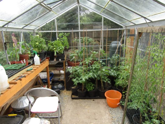 Inside a glass greenhouse