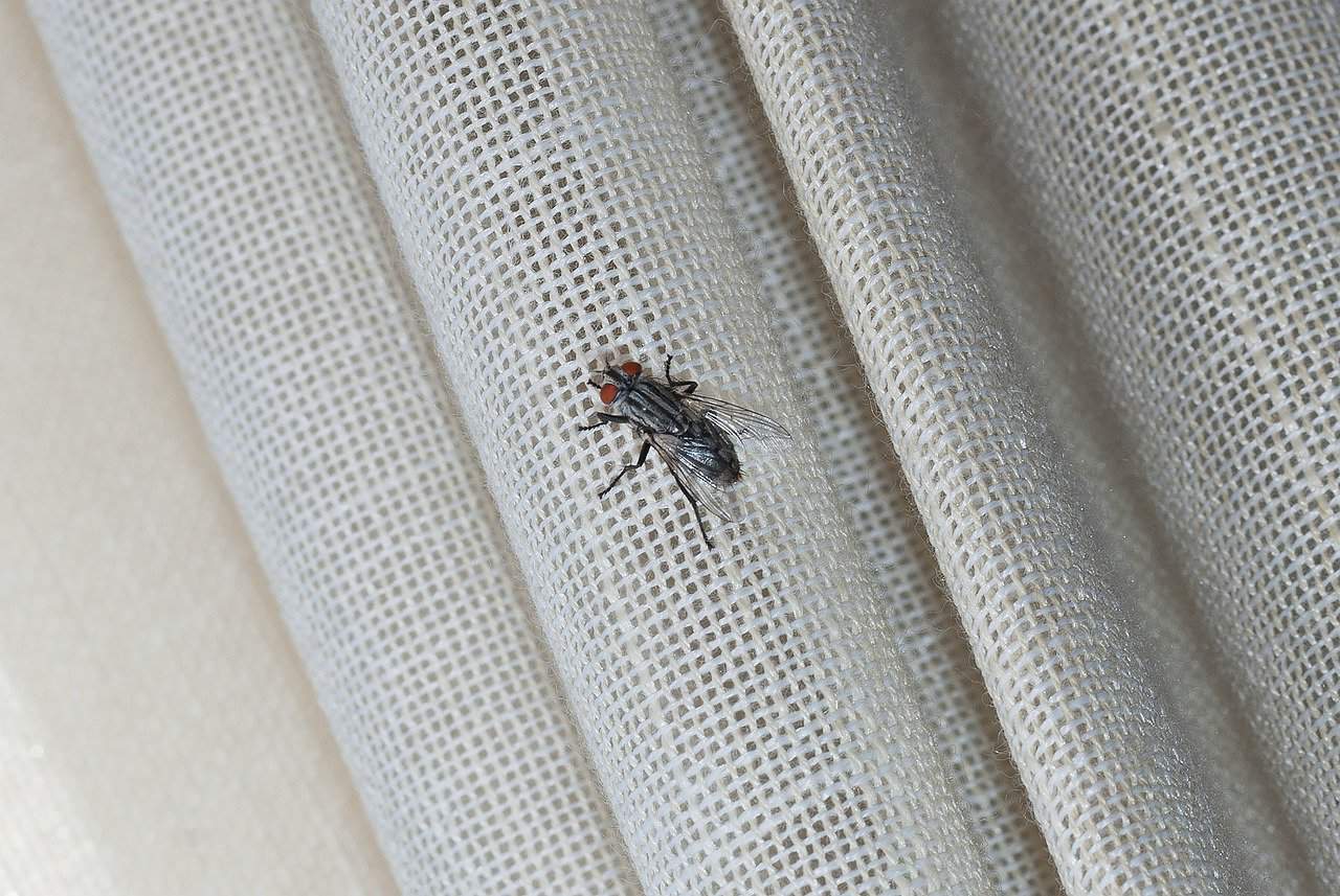 A fly on a curtain canvas
